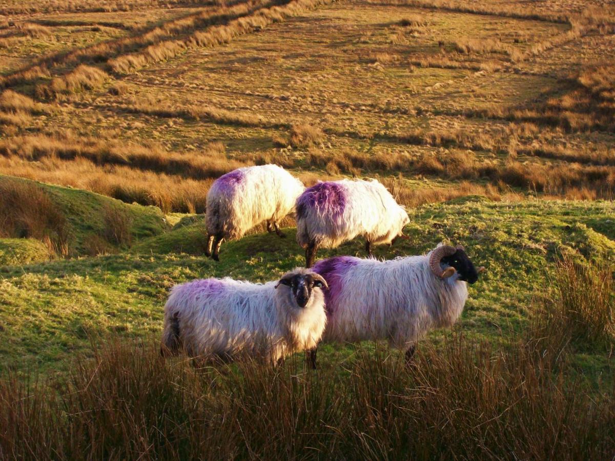 Clifden Wildflower Cottage - Clifden Countryside Lettings Dış mekan fotoğraf