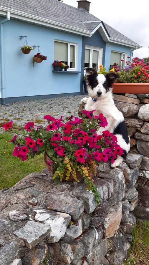 Clifden Wildflower Cottage - Clifden Countryside Lettings Dış mekan fotoğraf