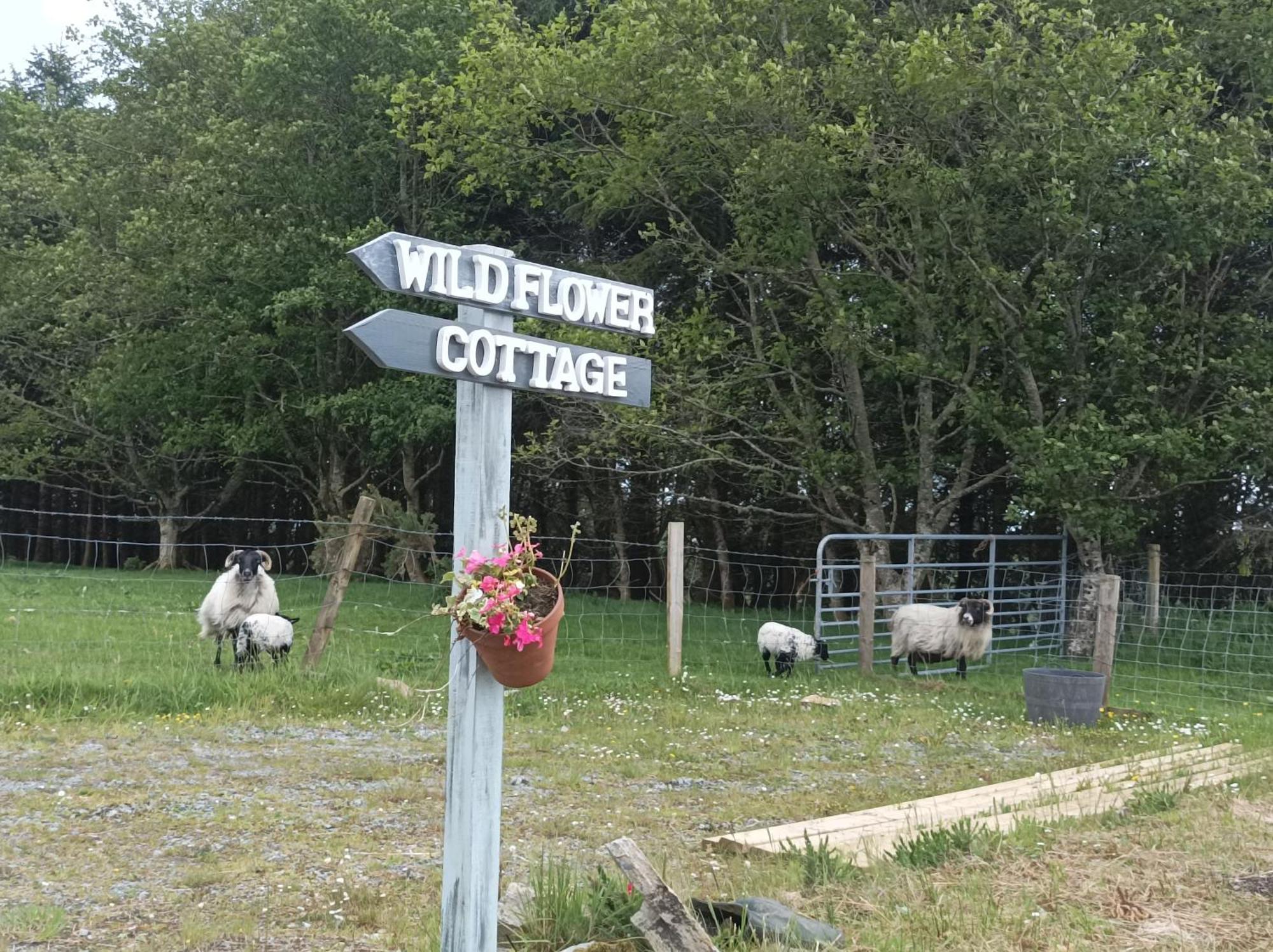 Clifden Wildflower Cottage - Clifden Countryside Lettings Dış mekan fotoğraf